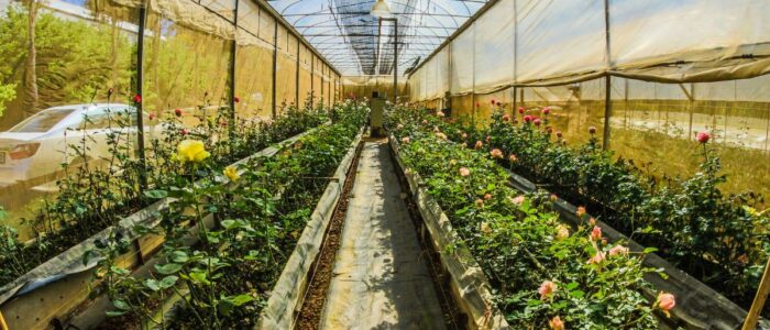 Invernadero con cultivo de vegetales Invernadero con cultivo de plantas comestibles bajo techo en un día soleado