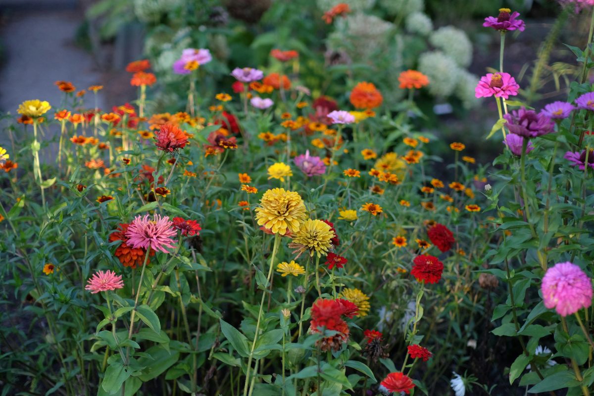flores coloridas en un campo