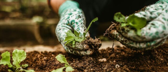 Cultivo de perejil manos con guantes trabajan la tierra y acomodan un plantín