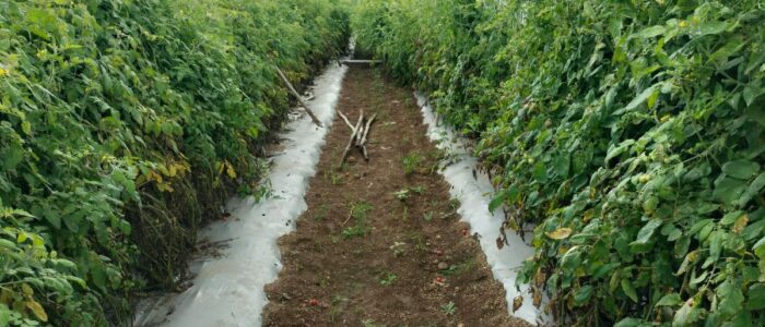 Huerto de aromáticas Dos filas de plantación de aromáticas