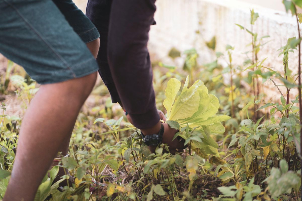 Hombre cosecha planta de lechuga de una huerta